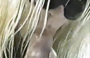 XXX Namiętności do oglądania taśmy młodej pary nakręcony przed kamerą ostry sex darmowe filmy