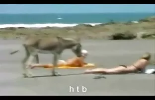 XXX Konwalia Wrzuć kapelusz do kurczaka i mięty. ostre filmy porno za darmo